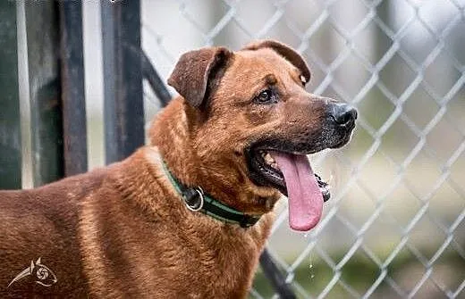Przyjedź, poznaj, pokochaj - Korin do adopcji!, m