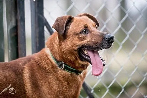 Przyjedź, poznaj, pokochaj - Korin do adopcji!, mazowieckie Warszawa
