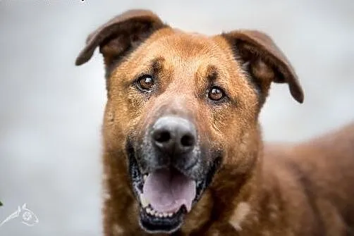Przyjedź, poznaj, pokochaj - Korin do adopcji!,  m