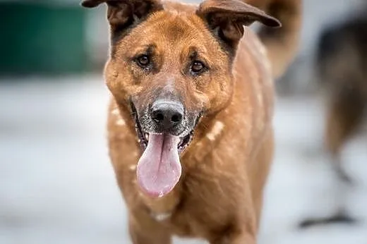 Przyjedź, poznaj, pokochaj - Korin do adopcji!,  m