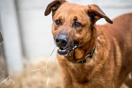 Przyjedź, poznaj, pokochaj - Korin do adopcji!,  m