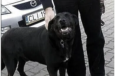 Blaki w typie labradora pilnie szuka domu
