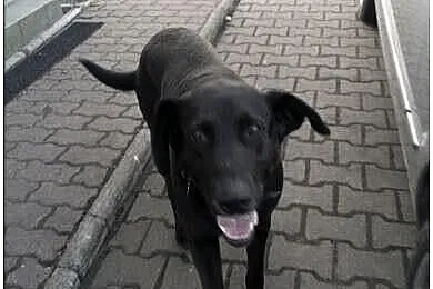 Blaki w typie labradora pilnie szuka domu