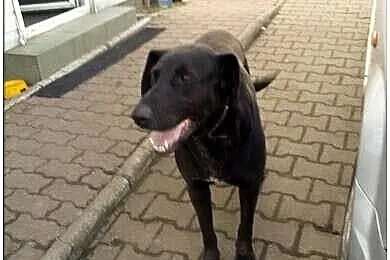 Blaki w typie labradora pilnie szuka domu