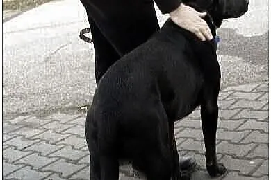 Blaki w typie labradora pilnie szuka domu