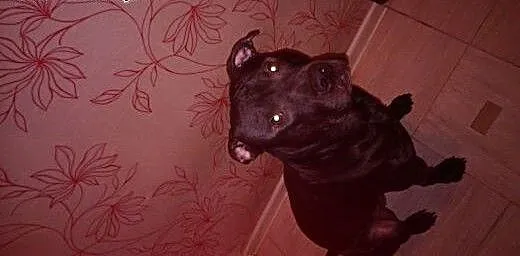 Amstaff domownik, śląskie Bytom