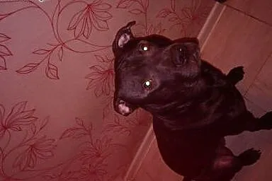 Amstaff domownik,  śląskie Bytom