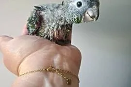 Papugi Rudosterki czerwonobrzuche i pineapple ręcznie karmione