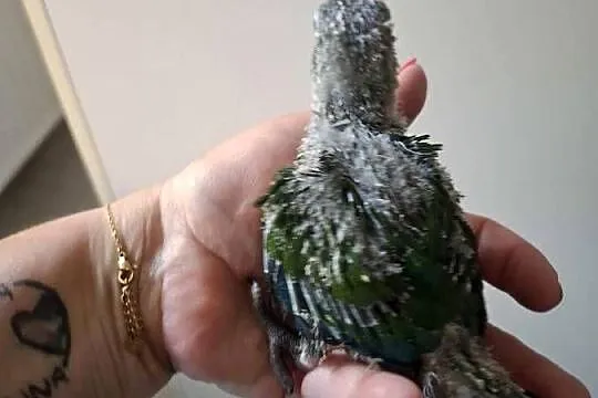 Papugi Rudosterki czerwonobrzuche i pineapple ręcznie karmione, Wielkopolskie, Gostyń