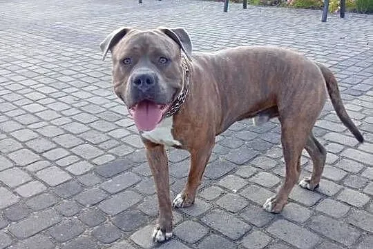 Reproduktor Amstaff, Mazowieckie, Wyszogród