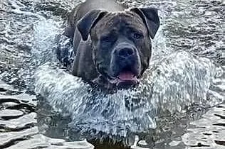 Reproduktor Amstaff, Mazowieckie, Wyszogród