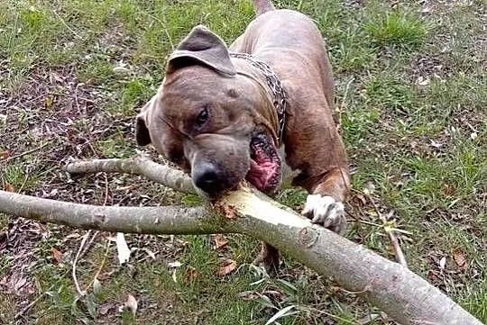 Reproduktor Amstaff, Mazowieckie, Wyszogród