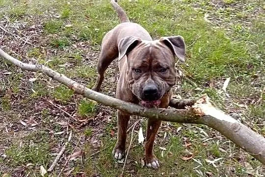Reproduktor Amstaff, Mazowieckie, Wyszogród