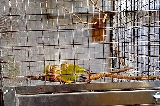 Rudosterki Pineaple, Podkarpackie, Hyżne