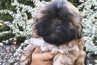 Szczeniak shihtzu, Dolnośląskie, Twardocice