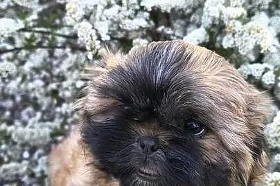 Szczeniak shihtzu, Dolnośląskie, Twardocice