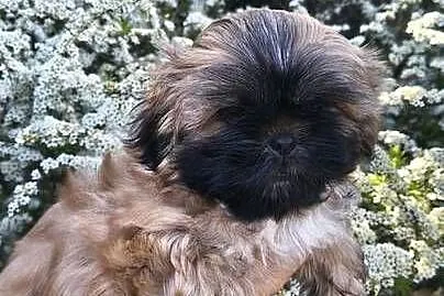 Szczeniak shihtzu, Dolnośląskie, Twardocice