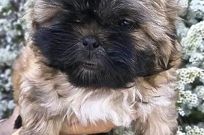 Szczeniak shihtzu, Dolnośląskie, Twardocice