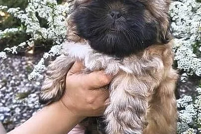 Szczeniak shihtzu, Dolnośląskie, Twardocice