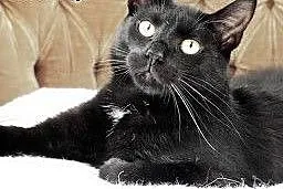 Farfocel - bezkonfliktowy kocurek szuka domu (Fundacja Agapeanimali),  wielkopolskie Poznań