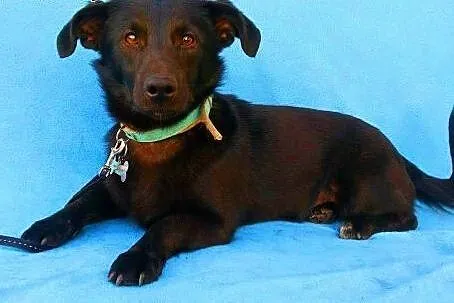 BĄBEL - piękny, 1,5 roczny 8 kg psiak szuka domu,  mazowieckie Warszawa