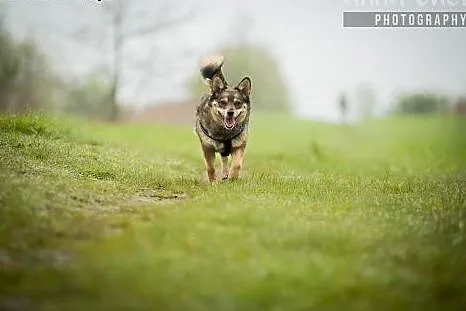 Pola porzucona jak rzecz szuka domu,  śląskie Będz