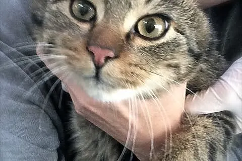 Struś