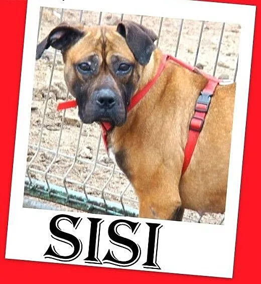 Amstaff mix,przyjazna,łagodna,energiczna suka SISI