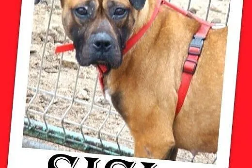 Amstaff mix,przyjazna,łagodna,energiczna suka SISI
