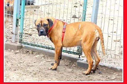 Amstaff mix,przyjazna,łagodna,energiczna suka SISI
