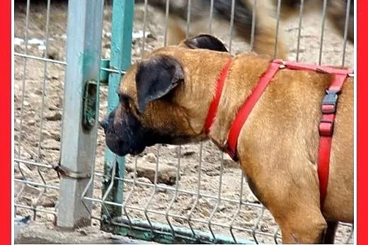 Amstaff mix,przyjazna,łagodna,energiczna suka SISI