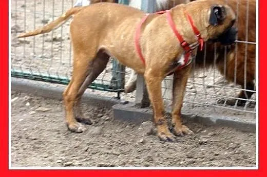 Amstaff mix,przyjazna,łagodna,energiczna suka SISI