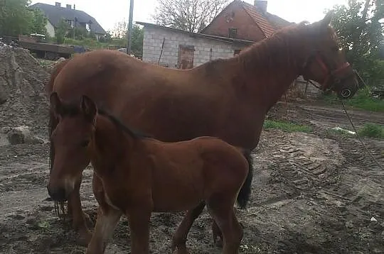 Klacz ze Źrebakiem