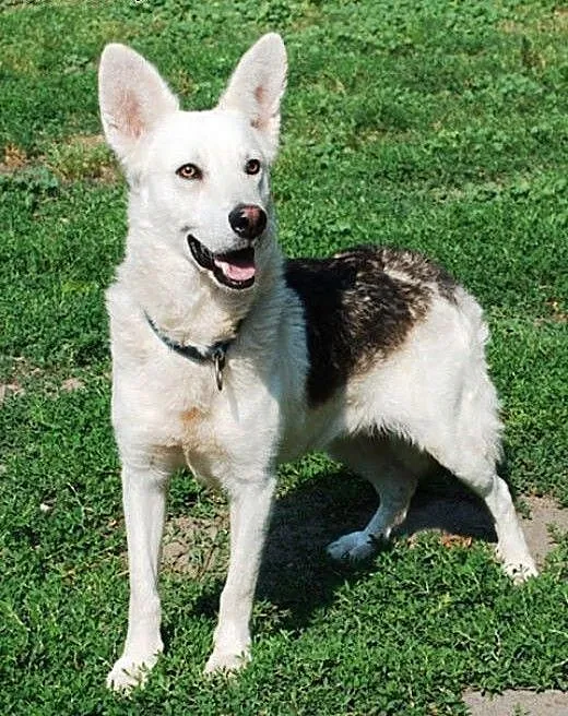 Codi młody, nieśmiały husky mix owczarek ADOPCJA,
