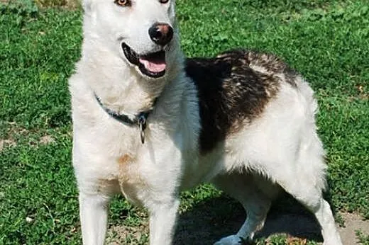 Codi młody, nieśmiały husky mix owczarek ADOPCJA, 