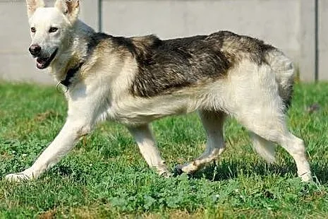 Codi młody, nieśmiały husky mix owczarek ADOPCJA, 
