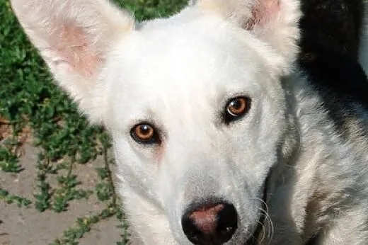 Codi młody, nieśmiały husky mix owczarek ADOPCJA, 