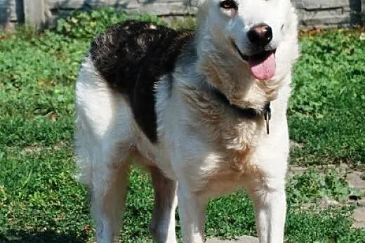 Codi młody, nieśmiały husky mix owczarek ADOPCJA, 