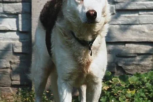 Codi młody, nieśmiały husky mix owczarek ADOPCJA, 