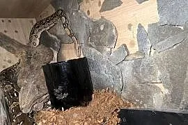 Boa Cesarski (Boa imperator) Terrarium