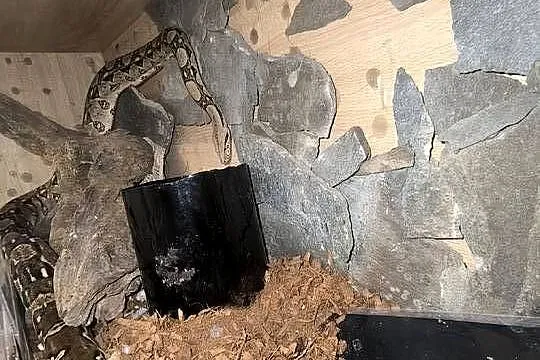 Boa Cesarski (Boa imperator) Terrarium