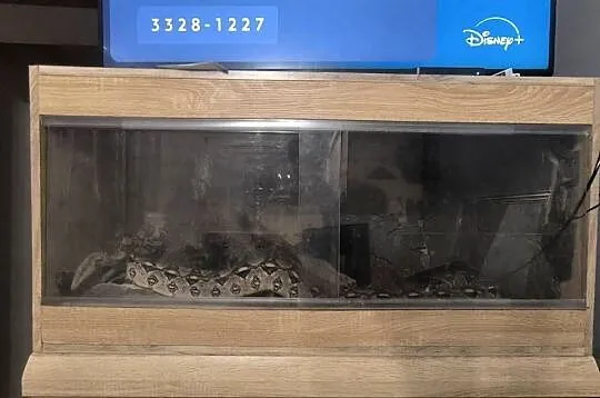 Boa Cesarski (Boa imperator) Terrarium, Opolskie, Nysa