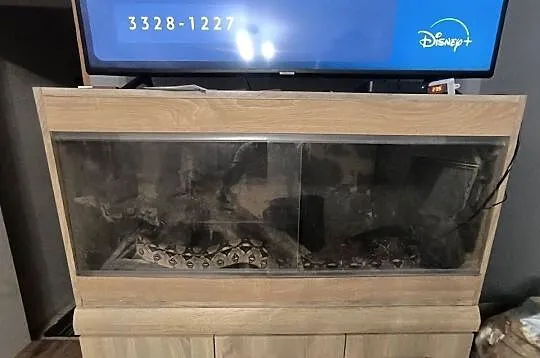 Boa Cesarski (Boa imperator) Terrarium, Opolskie, Nysa