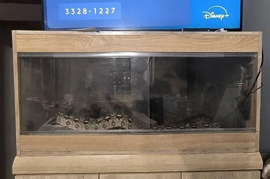 Boa Cesarski (Boa imperator) Terrarium, Opolskie, Nysa