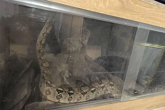 Boa Cesarski (Boa imperator) Terrarium, Opolskie, Nysa