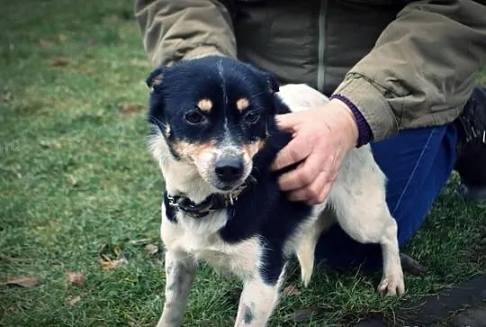 Pchełka mikrosunia do adopcji