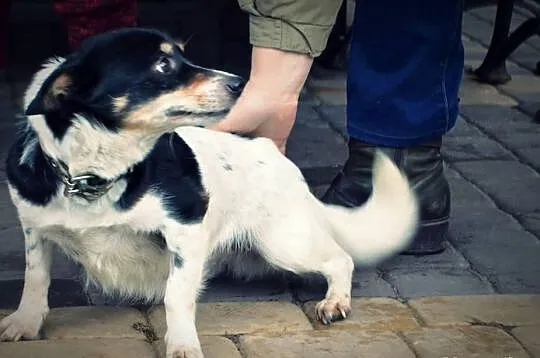 Pchełka mikrosunia do adopcji