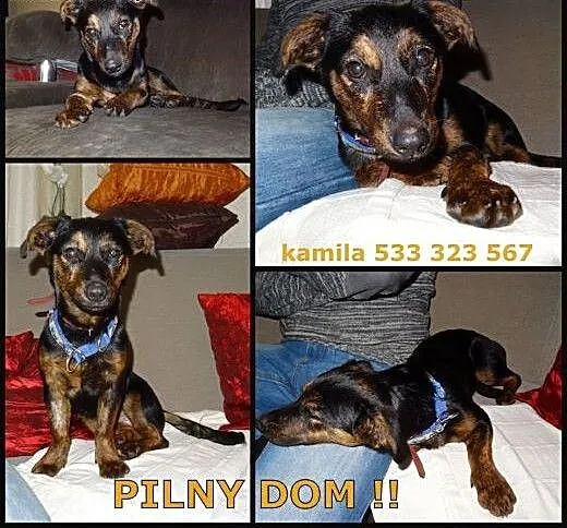 Abii - 5 miesięczna mini sunia, kochana przylepa ,