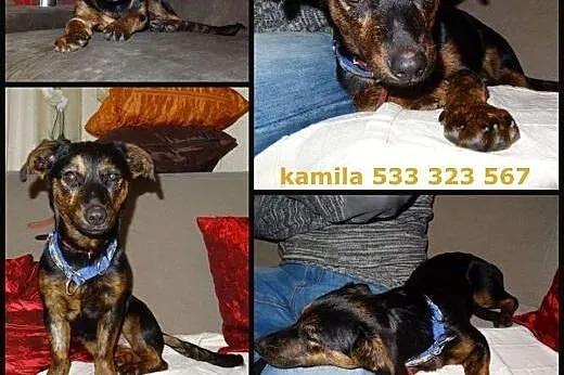 Abii - 5 miesięczna mini sunia, kochana przylepa ,