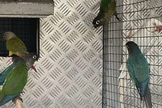 Rudosterki, Kujawsko-pomorskie, Barcin
